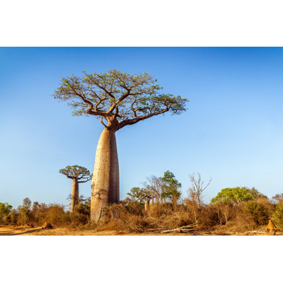 " Baobab Trees "
