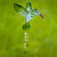 Chaîne de pluie Gribble Hummingbird