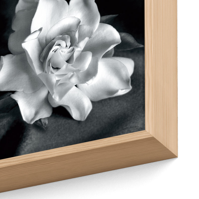 "Gardenia" par Debra VanS vêtementsingen, photographie de fleur sur toile tendue, H 24 po x l 24 po x P 2 po, Chêne blanc