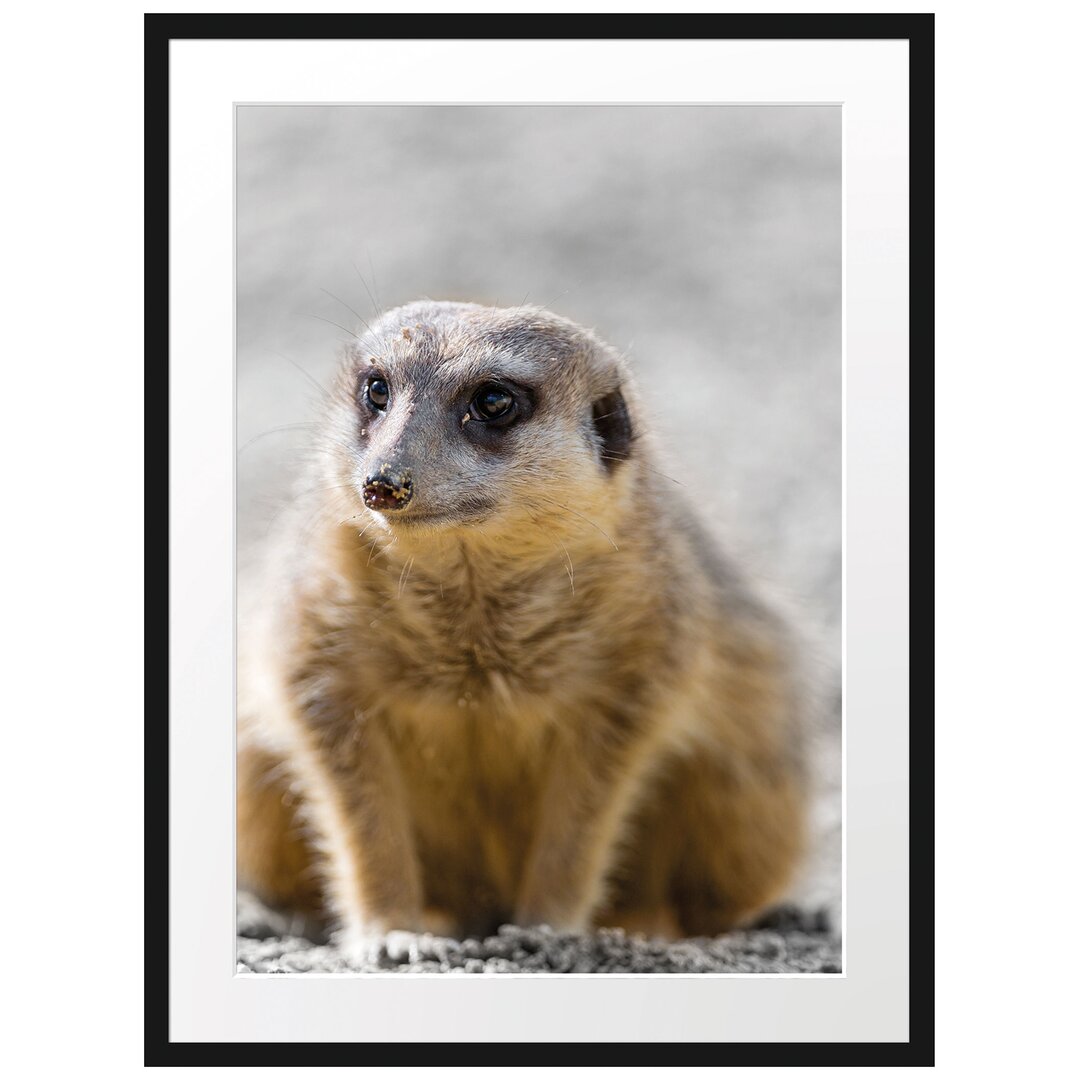 Schüchternes Erdmännchen Gerahmter Fotokunstdruck Poster