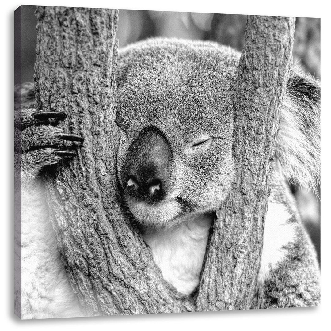 Leinwandbild Koala schläft mit Kopf in Astgabel