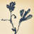 " Summer Weed " by Shaina Page Painting Print-101534102