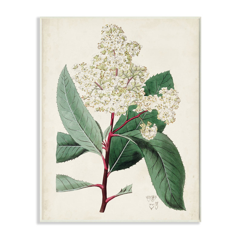 Étude florale vintage, Plaque murale, H 19 po x l 13 po