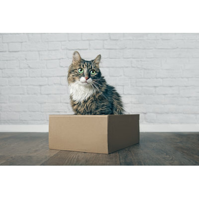 " Cute Longhair Cat "