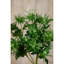 Sea Holly Spray-111171270