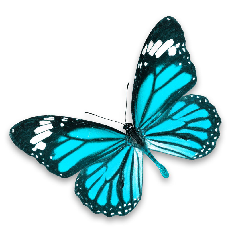 Butterfly by Thawats - Wrapped Canvas Print, 51cm H x 51cm W x 3.8cm D
