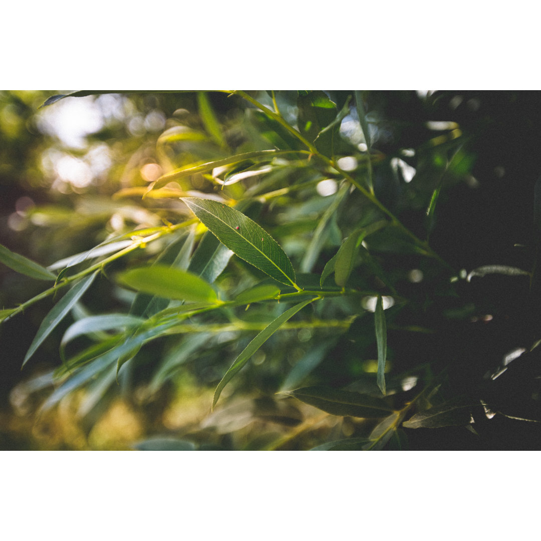 Weeping Willow - Foliage von Kertlis - Kunstdrucke auf Leinwand ohne Rahmen