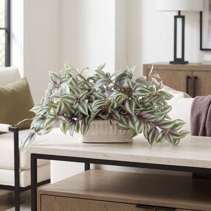 Tradescantia en pot de céramique, Vert