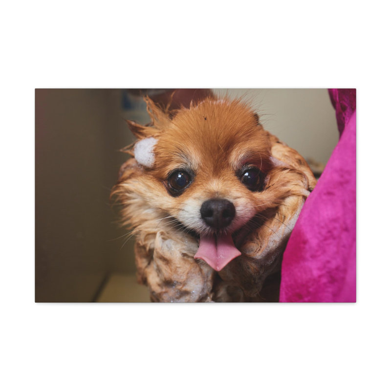 «Funny Corgi Bathee», art mural sur toile, H 18 po x l 24 po