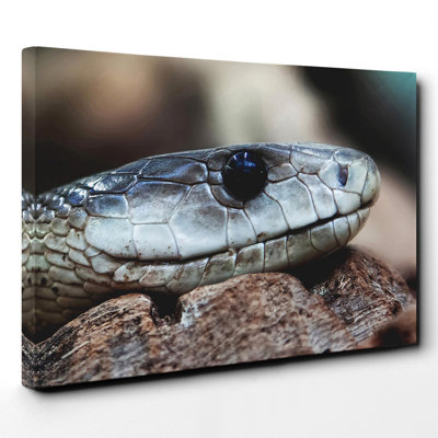 Viper Snake - Wall Art
