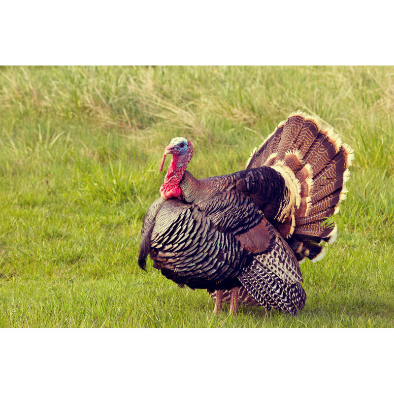 Photo Of A Male Turkey Or Tom In Grassy Field - Wrapped Canvas Print, 51cm H x 76cm W