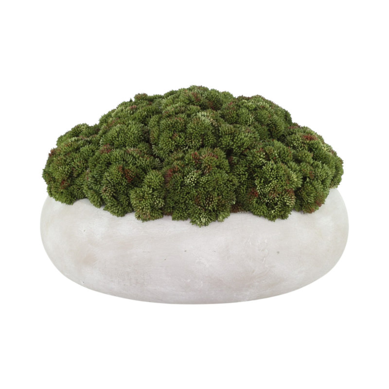 Sedum Arranged in a Stone Planter, 9" H x 15" W x 15" D, Green
