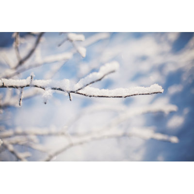 Winter Tree - Wrapped Canvas Print