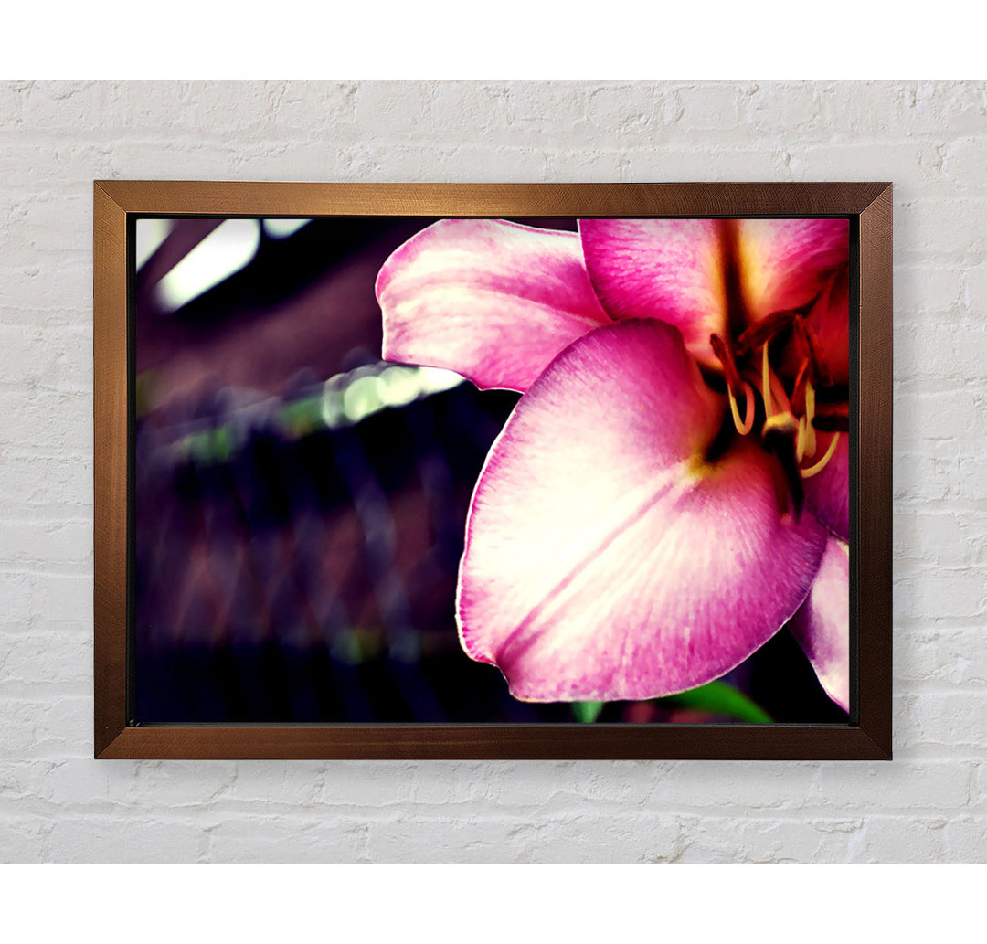 Close-up Of A Pink Petal - Einzelner Bilderrahmen Kunstdrucke