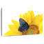 Tournesol Brampt avec papillon-108732003