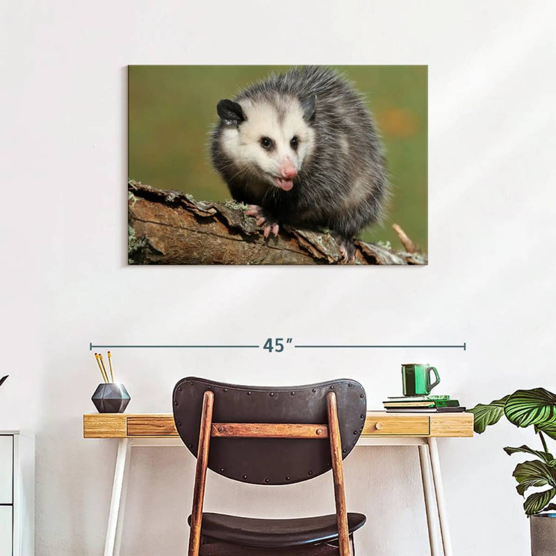 Brampt Angry Opossum, 24" H x 36" W