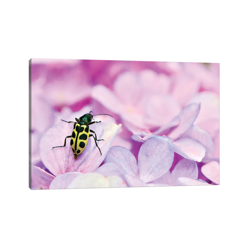 Bug 1 Piece Wrapped Canvas Wall Art, 20.32cm H x 30.48cm W x 1.905cm D