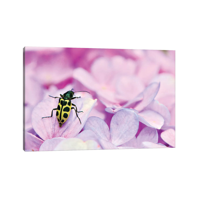 Bug by Glauco Meneghelli - Wrapped Canvas Print, 20.32cm H x 30.48cm W x 1.905cm D