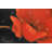 Red Flower Print On Canvas