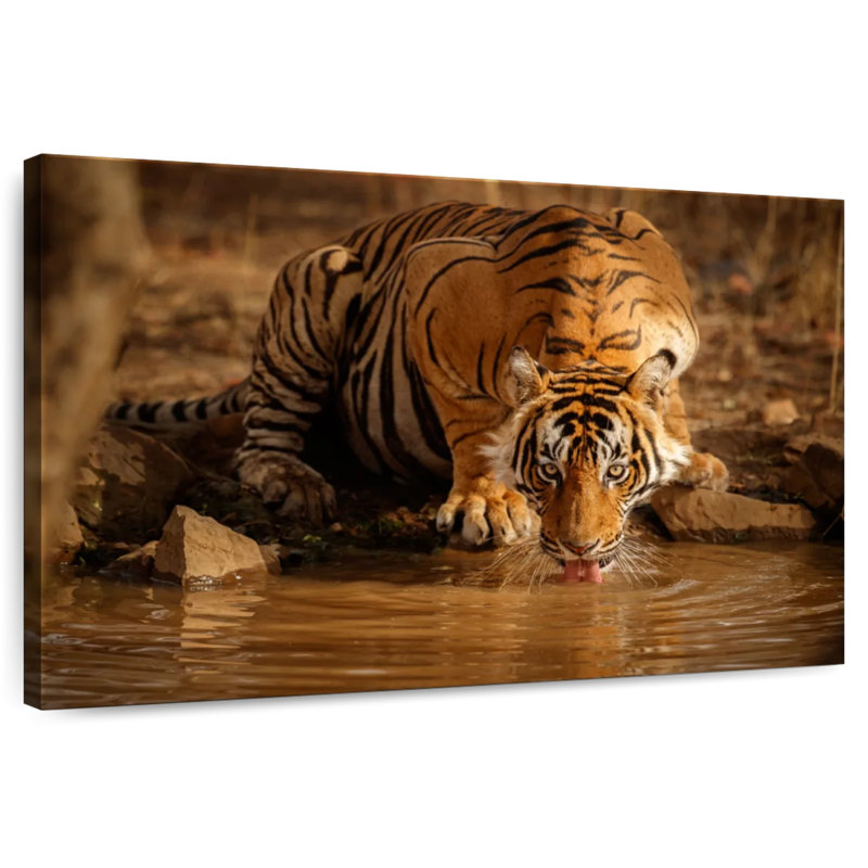 Brampt buvant un tigre sauvage, H 16 po x l 24 po