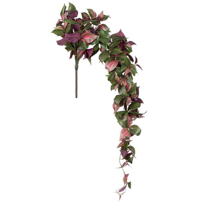Hijinio Trailing Plant with Variegated Leaves in Green and Purple