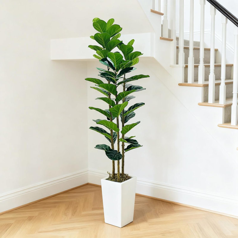 Plant, White