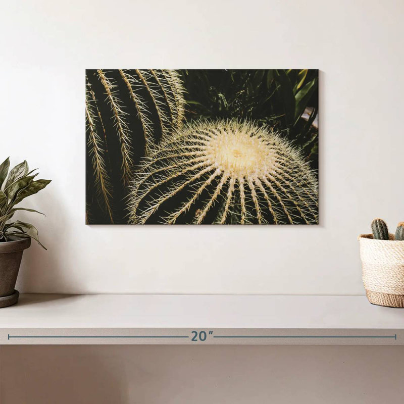 Harnek Barrel Cactus, 8" H x 12" W