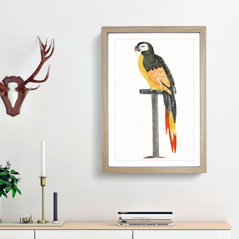 A Perched Parrot by Johan Teyler - Framed Print, 33cm H x 24cm W x 2cm D, Oak Framed