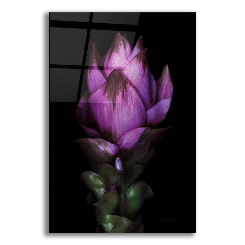 «Siam Tulip» par Elise Catterall, art mural en verre acrylique, H 16 po x l 12 po x P 0,13 po