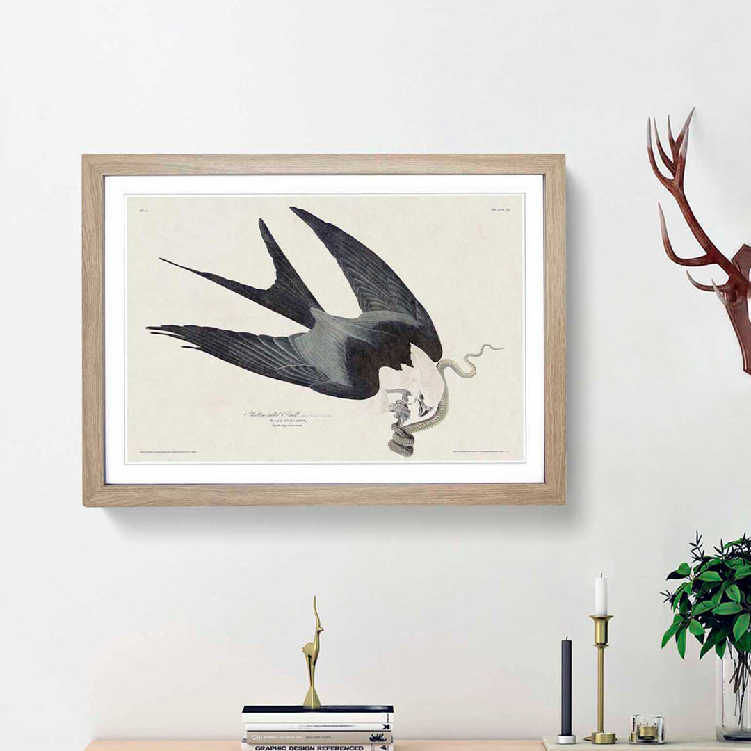 Swallow-Tailed Hawk & Snake by John James Audubon - Framed Print
