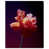 Gallery Wrapped is unavailable