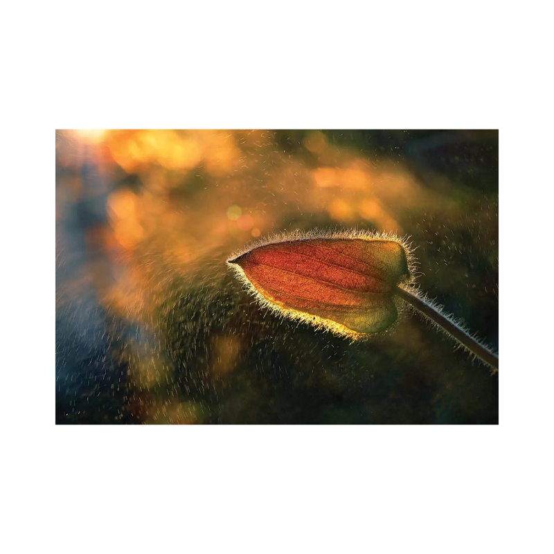 Sunshine Through The Rain by Tomer Yaffe - Wrapped Canvas Print, 20.32 cm H x 30.48 cm W