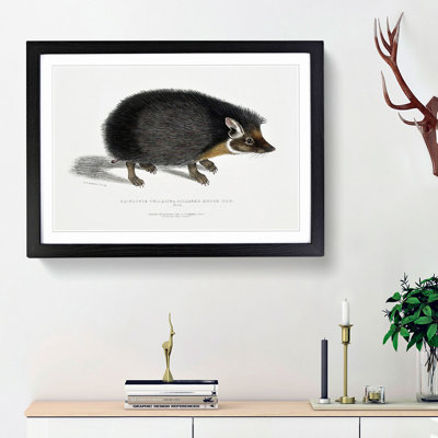 Collared Hedgehog by John Edward Gray - Picture Frame Painting Print on MDF