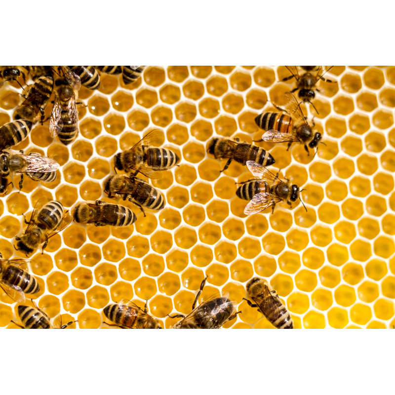 Honey And Bees - Wrapped Canvas Print, 30cm H x 46cm W x 3.8cm D