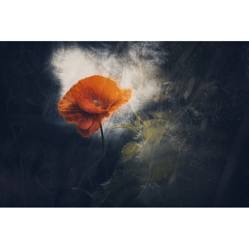 Wrapped Canvas Print, 50.8 cm H x 76.2 cm W