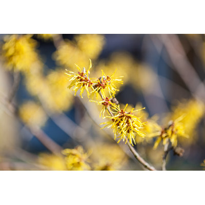 Witch Hazel by Fotogaby