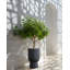 Plant Pot 34 x 56 cm Grey TAXODIUM
