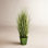 Grass Plant in Pot
