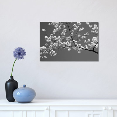 Cherry Blossoms Washington D.C. USA by Panoramic Images - Wrapped Canvas Print