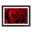 The Beauty of a Red Rose in Abstract - Framed Print-55735813-55735819