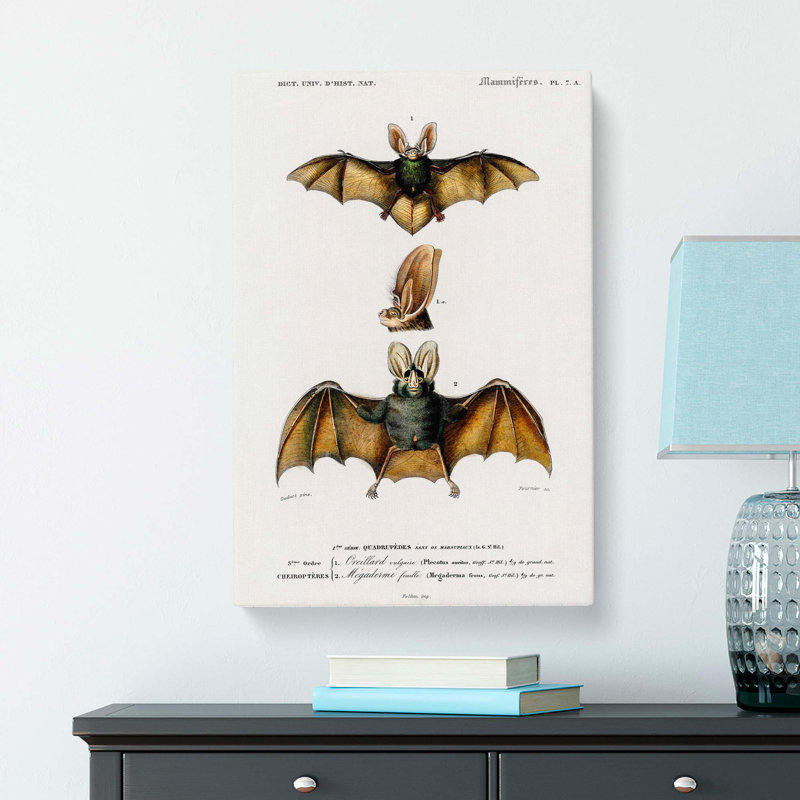 Long-Eared Bat by Charles d Orbigny - Wrapped Canvas Art - Wrapped Canvas, 60cm H x 40cm W x 3cm D