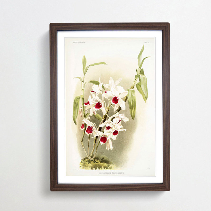Magnolia Flowers Illustration Tab. 50 by Frederick Sander - Picture Frame Painting Print, Walnut, 76cm H x 50cm W x 2cm D