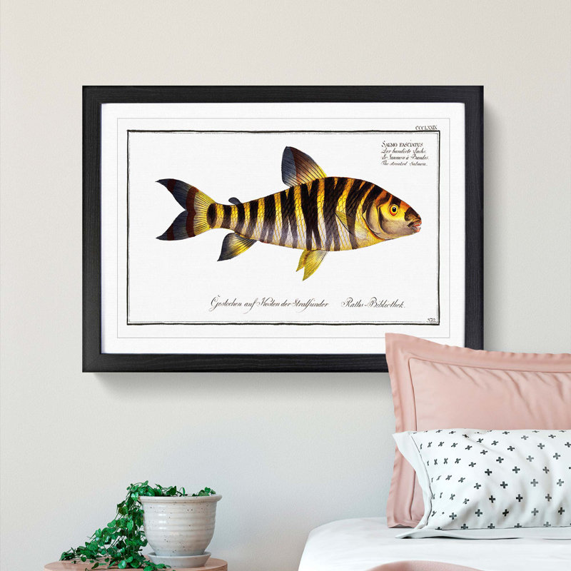 Streaked Salmon Fish by M.E. Bloch - Framed Print, 36cm H x 48cm W x 2cm D, Black Framed