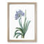 Lily of the Nile by Pierre-Joseph Redoute - Framed Print-55582585-55582586