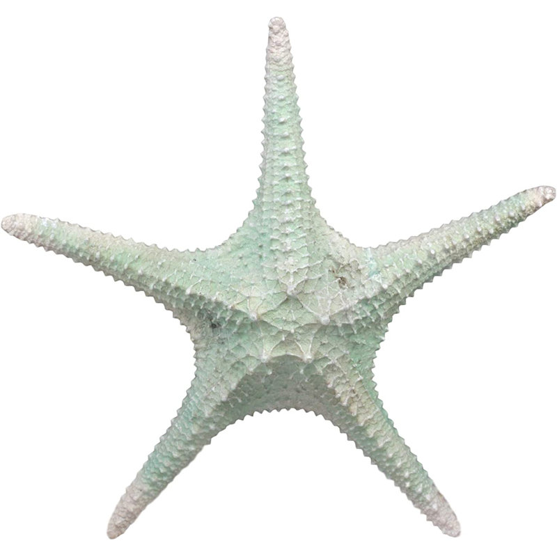 Grande statue de coquillage Coplin Ebros