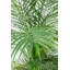 Faux palmier en pot-2140227808
