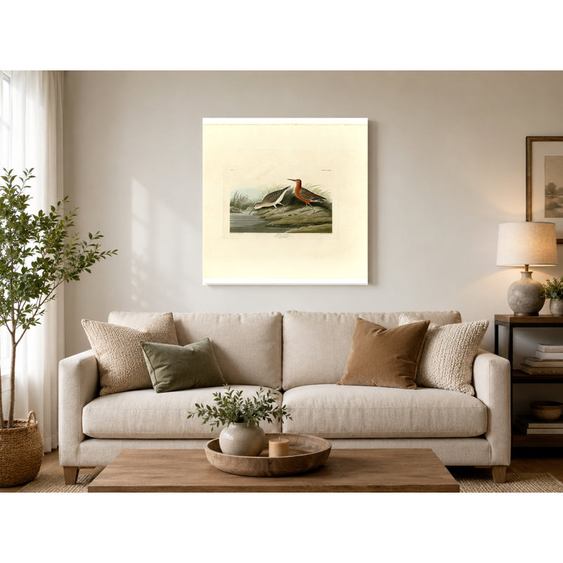 «Pigmy Curlew», plaque CCLX III (1835) - art mural carré sur toile, 12" W x 12" H
