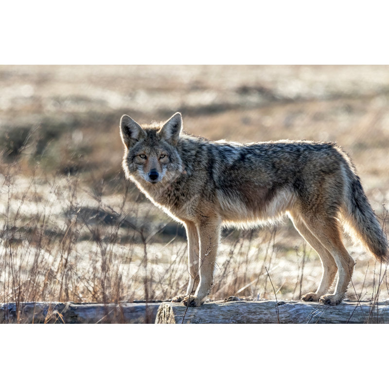 Coyote by Jamesvancouver - Wrapped Canvas Print, 30cm H x 46cm W