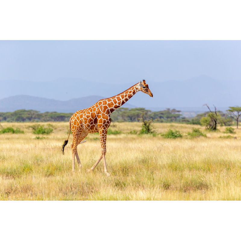 Somalia Giraffe Goes Over A Green Lush Meadow by 25ehaag6 - Wrapped Canvas Print, 30cm H x 46cm W x 3.8cm D
