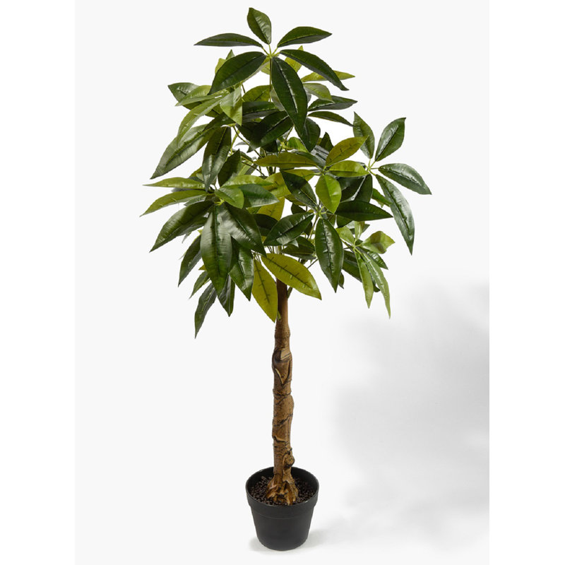 Arbre à feuilles persistantes en pot
